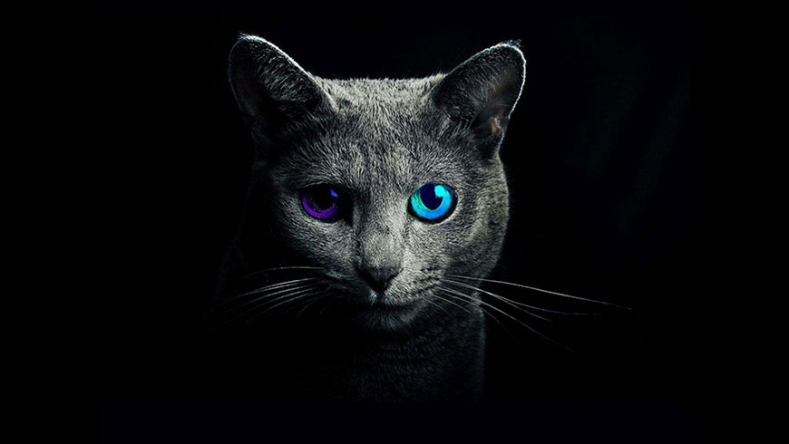 蓝眼睛猫咪可爱黑色宠物高清壁纸