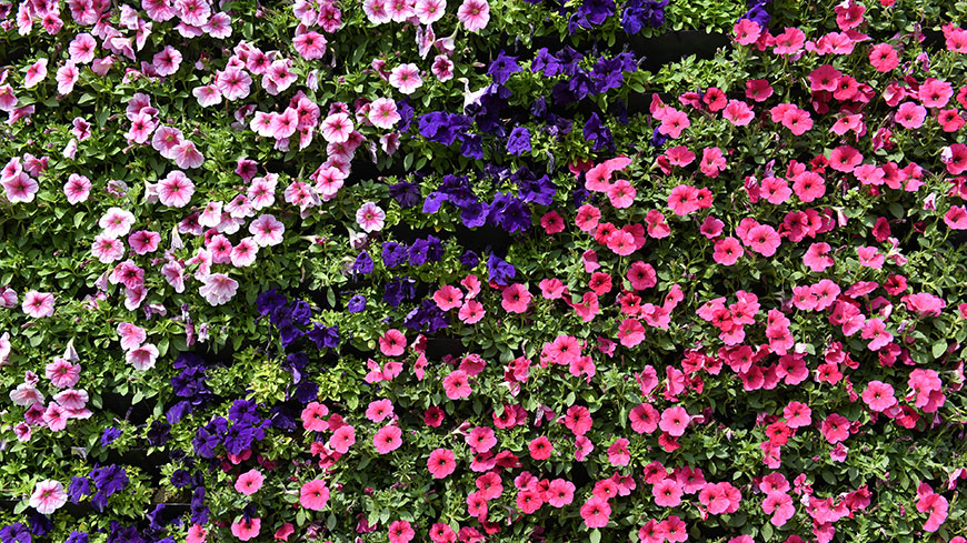 杜鹃花喇叭花彩色的鲜花4K超高清电脑壁纸
