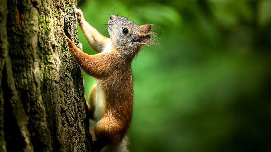 可爱松鼠爬树自然野生动物4K电脑壁纸