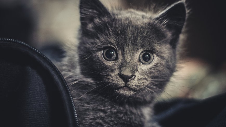 可爱黑灰色猫咪动物萌宠壁纸