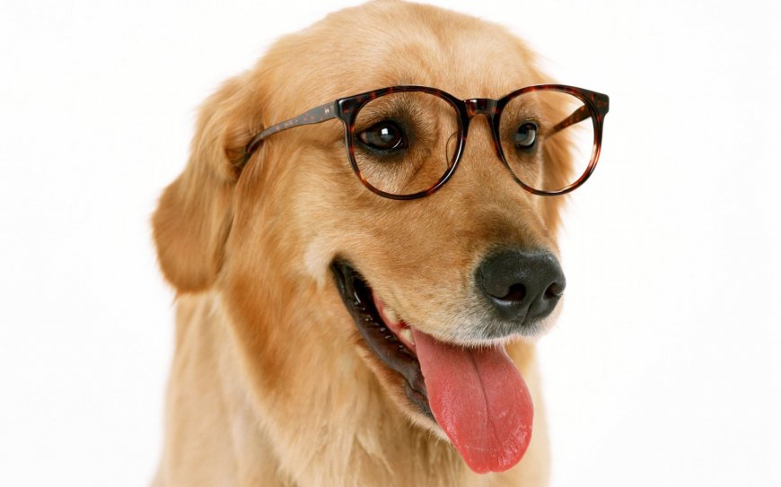 戴眼镜的金毛狗狗宠物壁纸
