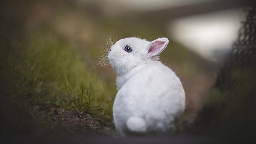 野外可爱的小兔子动物壁纸