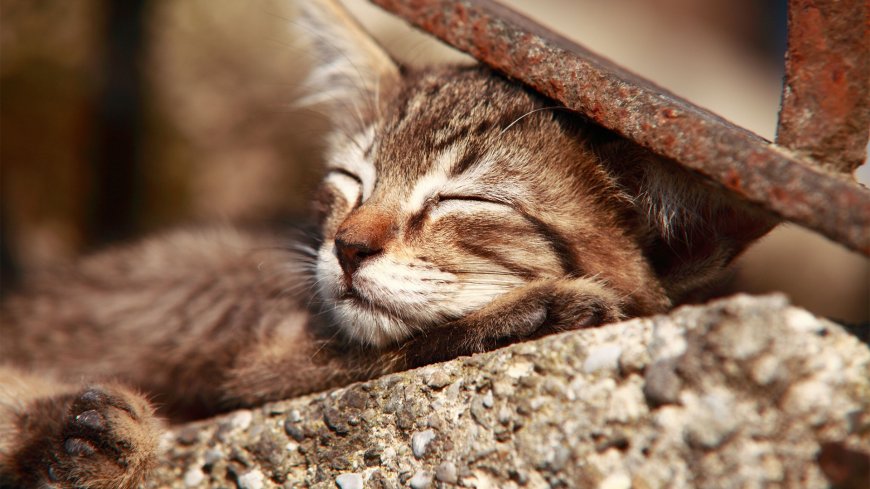睡觉的可爱小猫咪动物萌宠壁纸