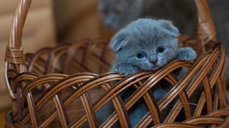花篮中可爱灰色小猫咪动物萌宠壁纸