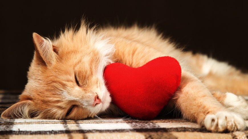 可爱猫咪小红心动物萌宠壁纸