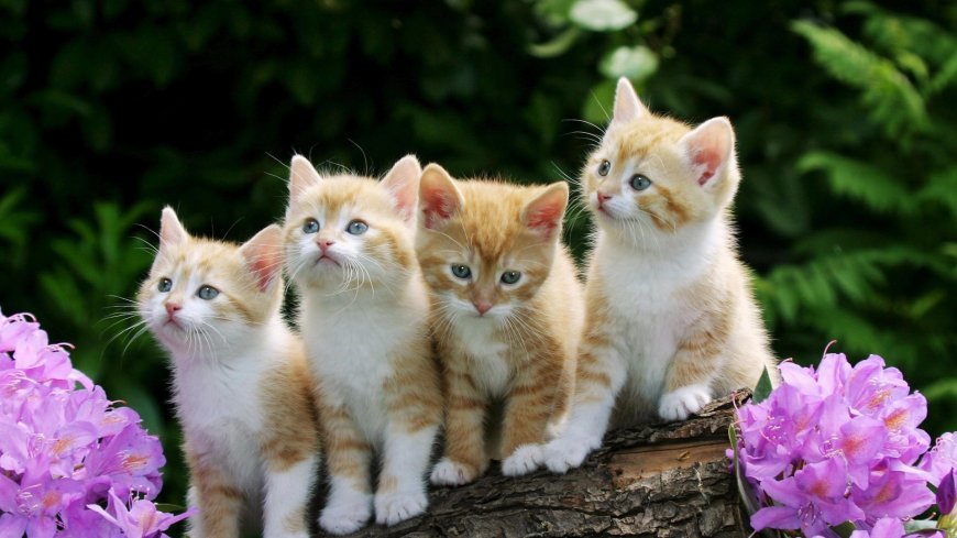 一排可爱的小猫咪动物萌宠壁纸