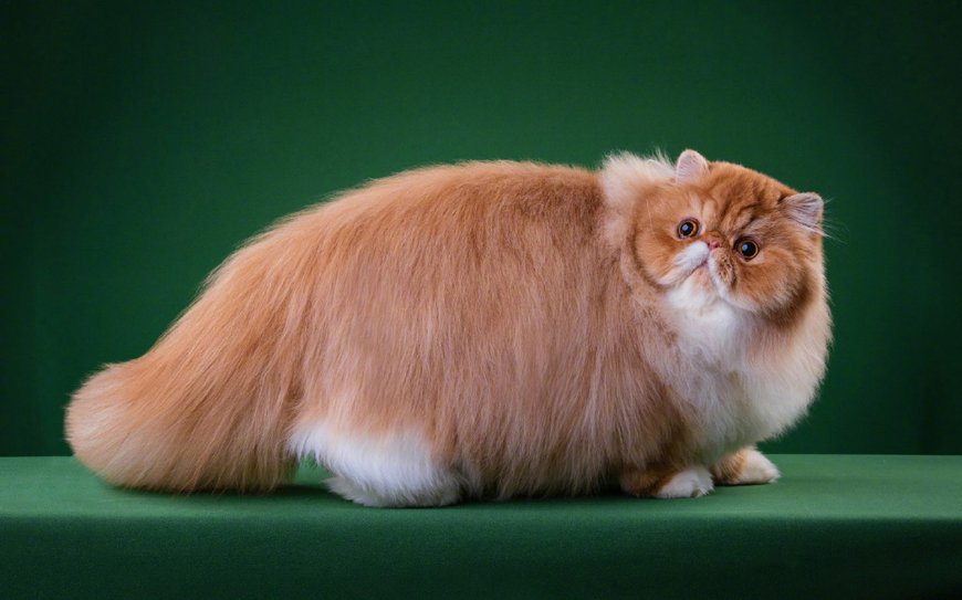 橘黄色胖猫萌宠壁纸