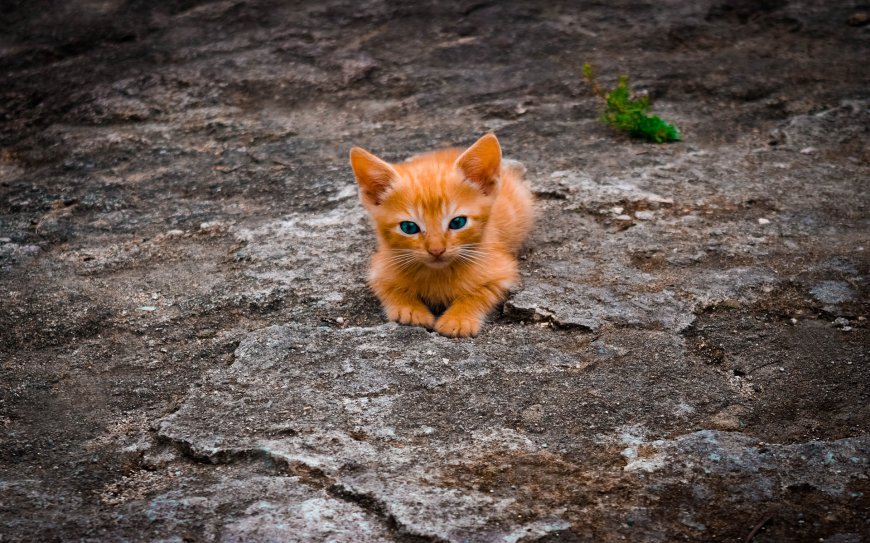 趴在石头上的可爱小猫咪动物萌宠壁纸