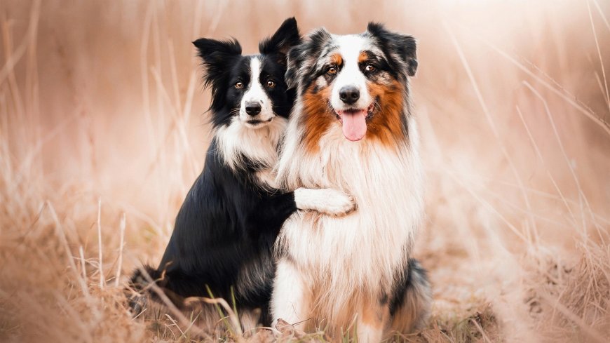 两只可爱的狗狗萌宠壁纸