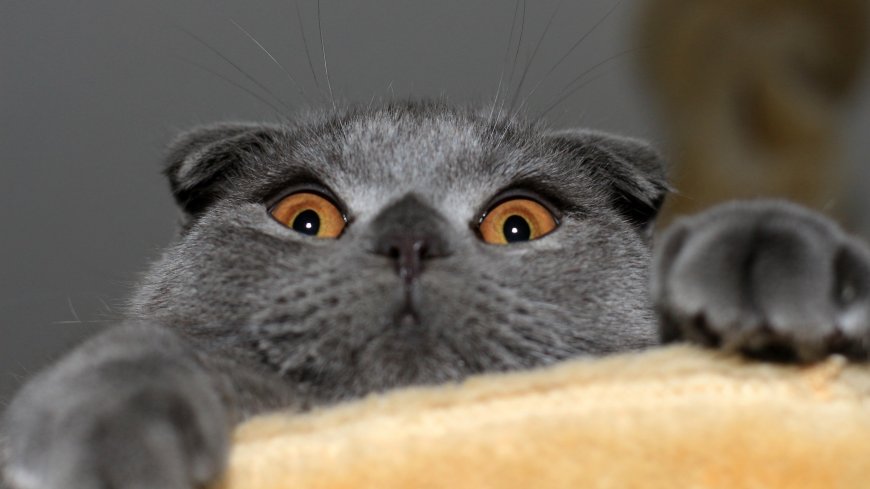 瞪大眼睛的猫猫动物萌宠壁纸