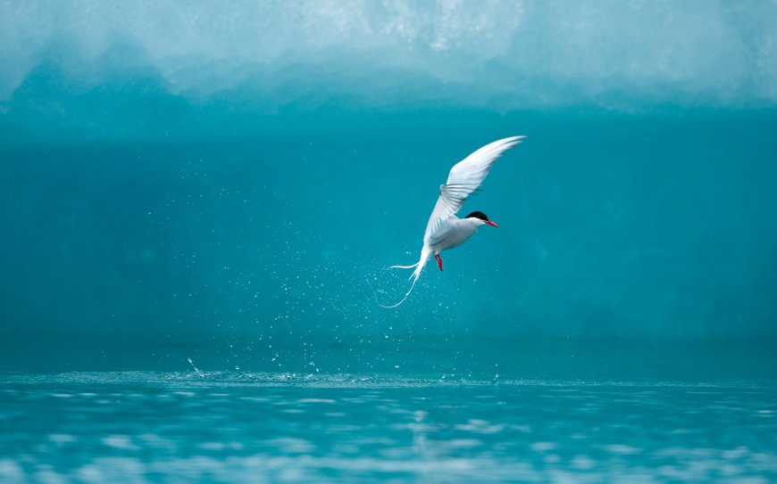 水面飞翔的海鸥动物壁纸
