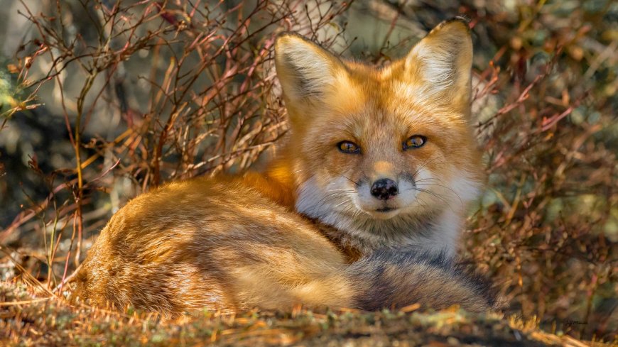 可爱小赤狐动物图片壁纸
