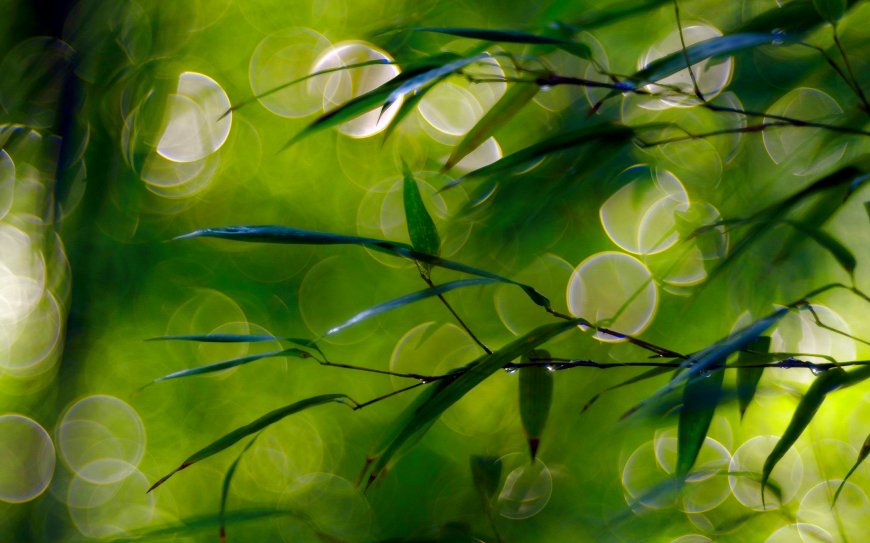 竹叶 绿叶植物护眼壁纸图片