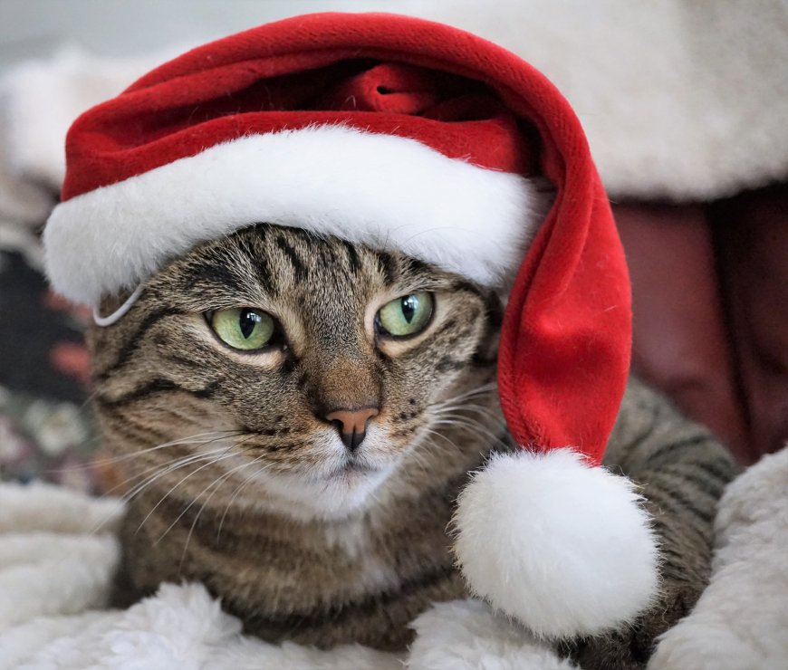 戴上圣诞帽子的猫咪图片壁纸