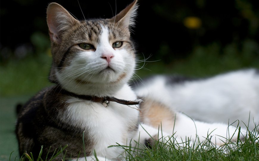 草地上的可爱小猫咪萌宠壁纸