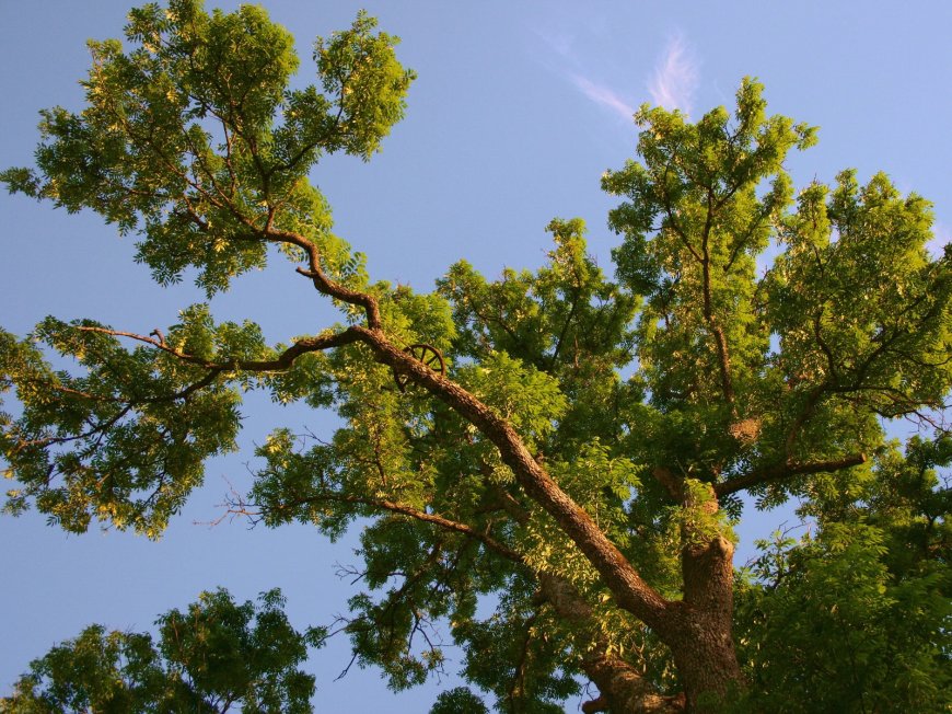 大树 树冠摄影图片壁纸