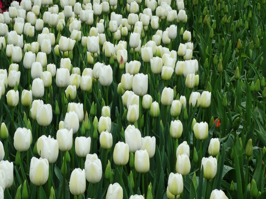 白色郁金香鲜花超清护眼壁纸