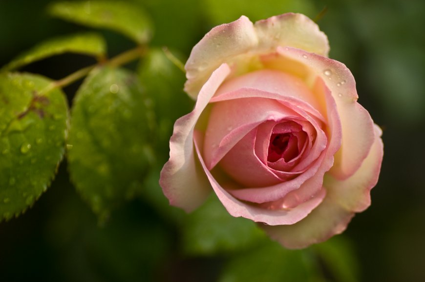 粉色玫瑰 绿色背景护眼壁纸