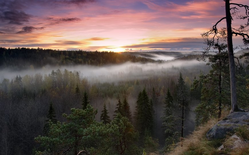 清晨唯美晨雾森林自然风景壁纸