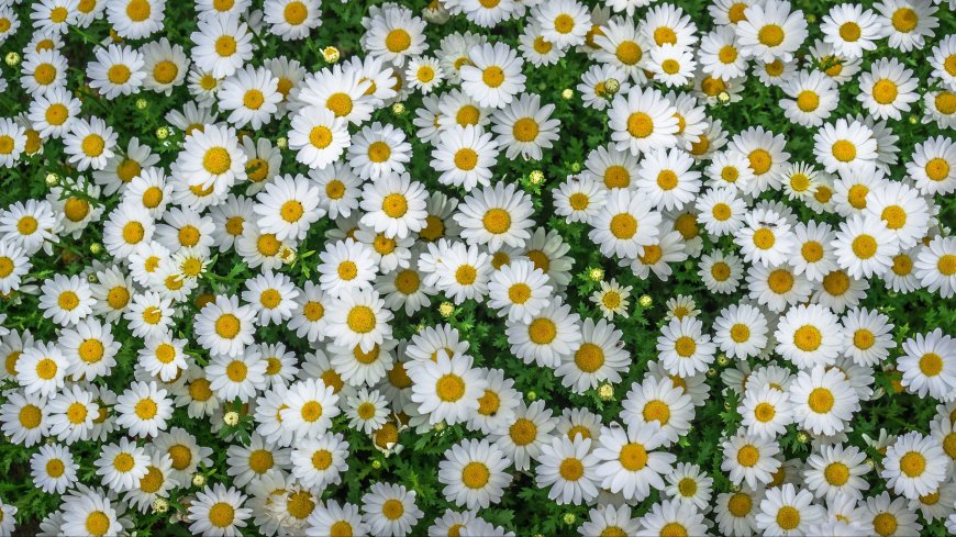 黄春菊菊花植物超清桌面壁纸图片