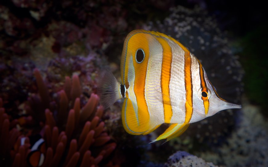 4K热带观赏鱼超清图片 海洋动物壁纸