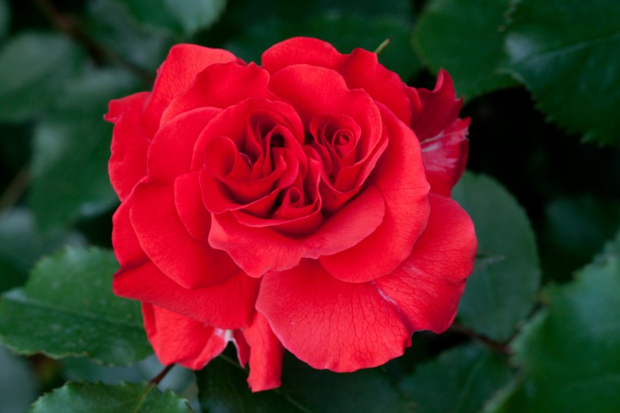 红色艳丽玫瑰花卉壁纸