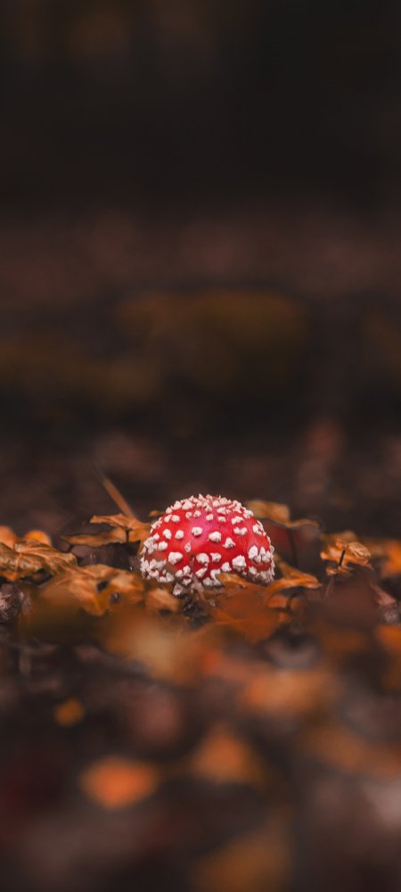 枯草堆里的小蘑菇静物特写