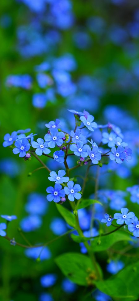 唯美蓝色小花植物
