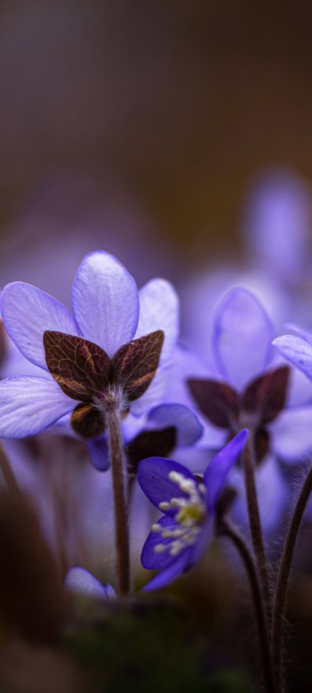 唯美紫色花卉植物特写