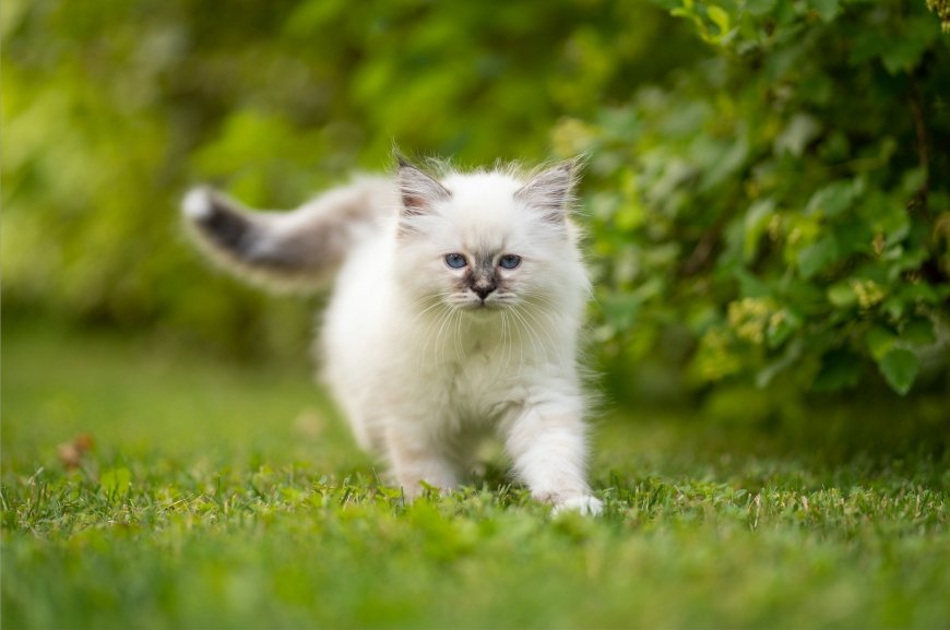 草地上的小猫咪壁纸