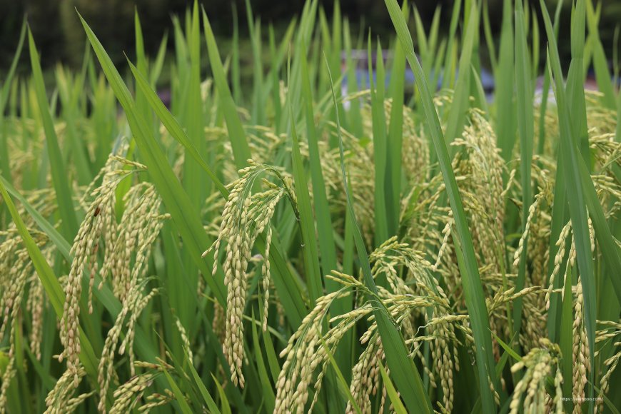 稻田水稻植物壁纸
