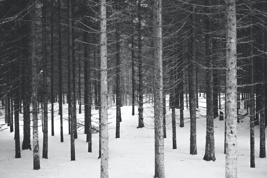 白雪覆盖的树林壁纸
