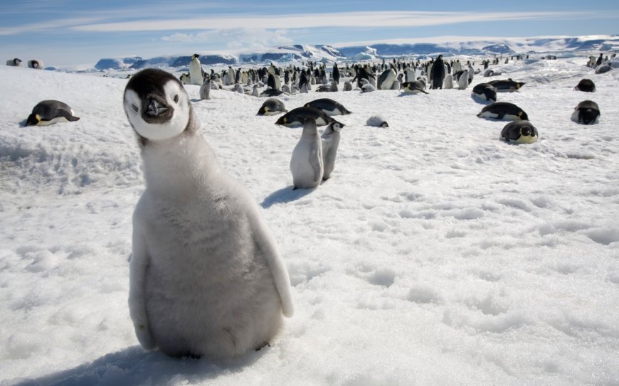 南极小企鹅壁纸