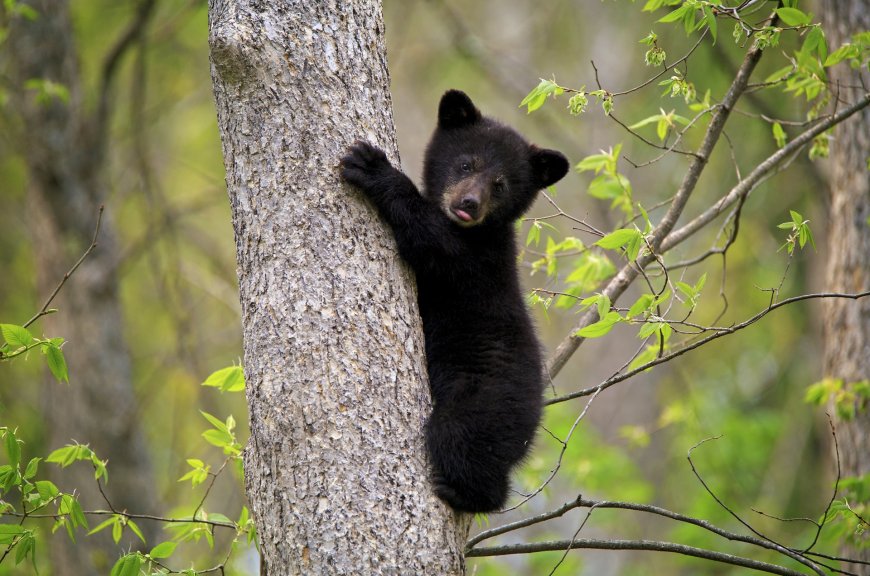 爬树的小黑熊壁纸