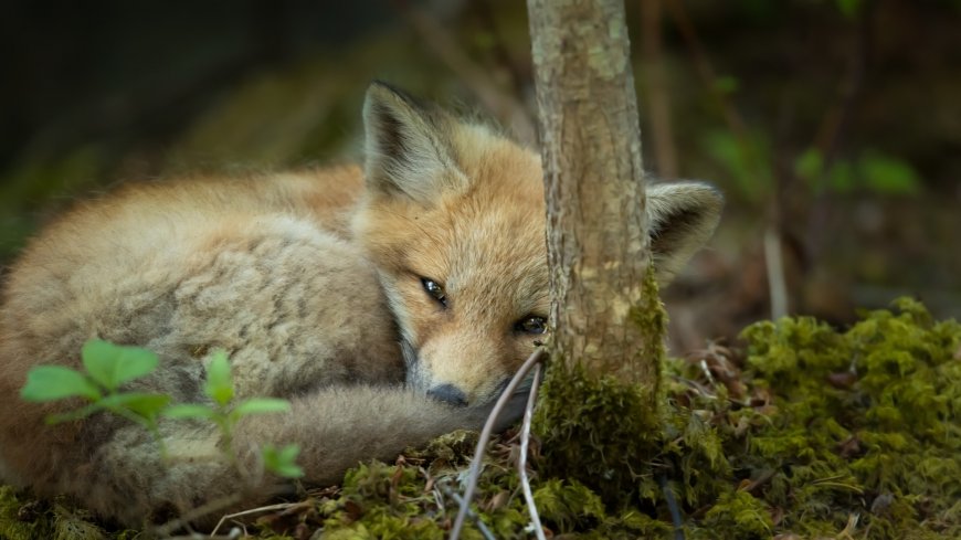 睡觉的小狐狸壁纸