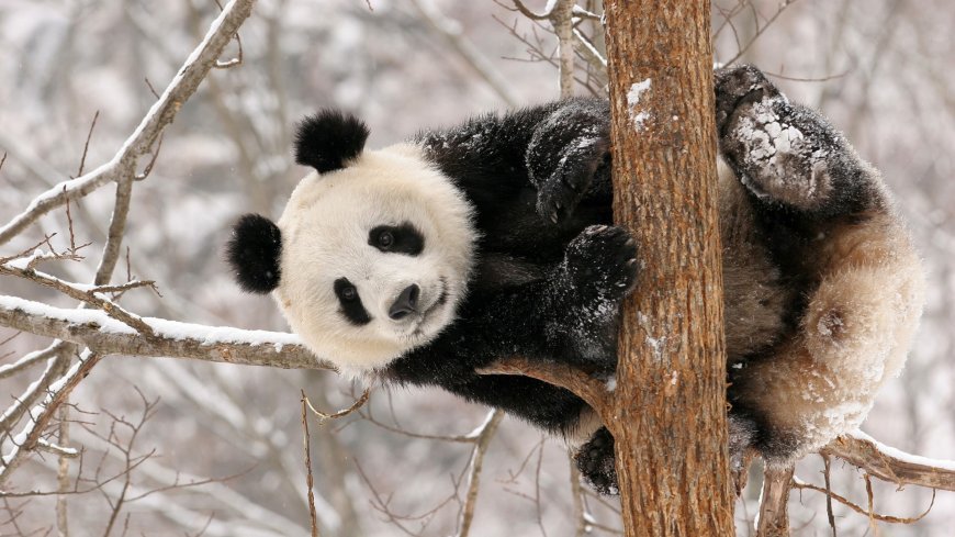 树干上的大熊猫壁纸