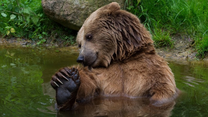 水池玩水的棕熊壁纸