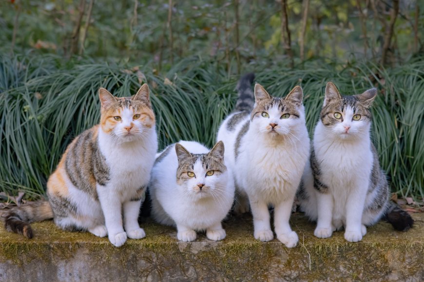 四只可爱的肥猫壁纸