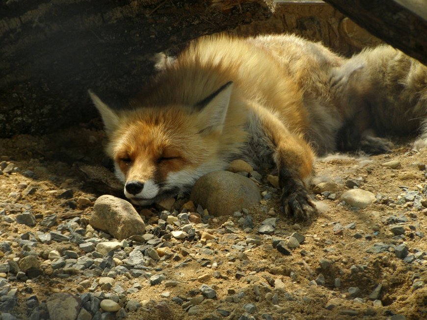 睡觉的狐狸壁纸