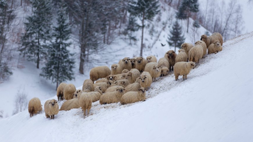 雪山上的羊群壁纸