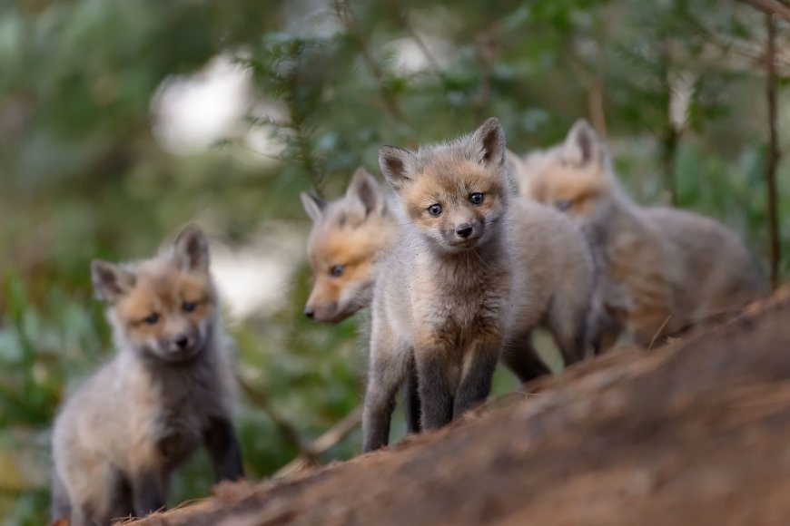 一堆可爱小狐狸壁纸