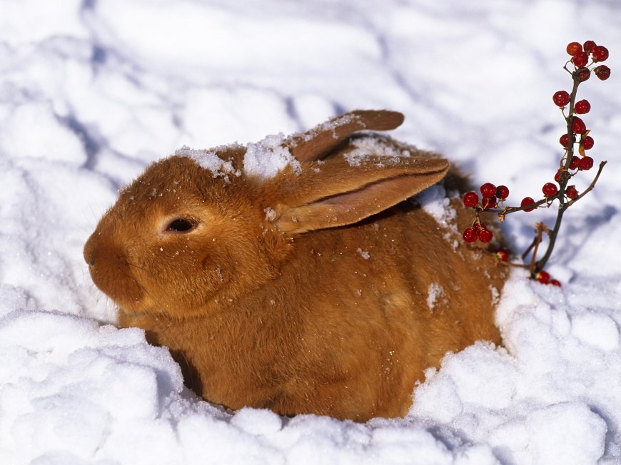 雪地中的小兔子壁纸