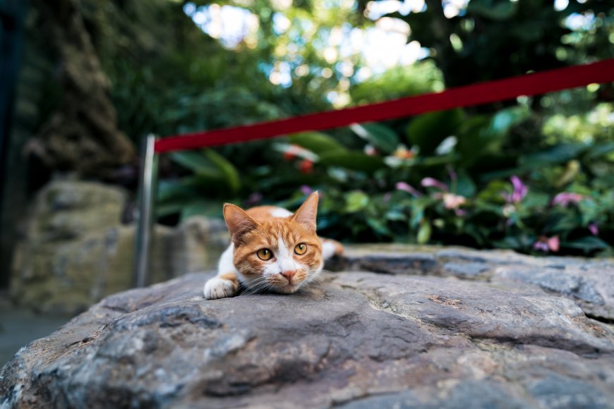 岩石上的小猫咪动物壁纸