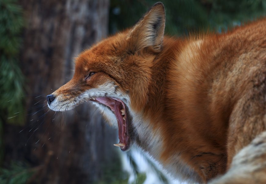 张大嘴的狐狸壁纸