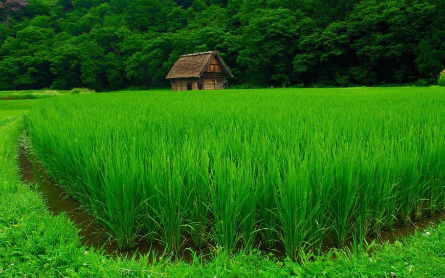 绿油油的稻田风景壁纸