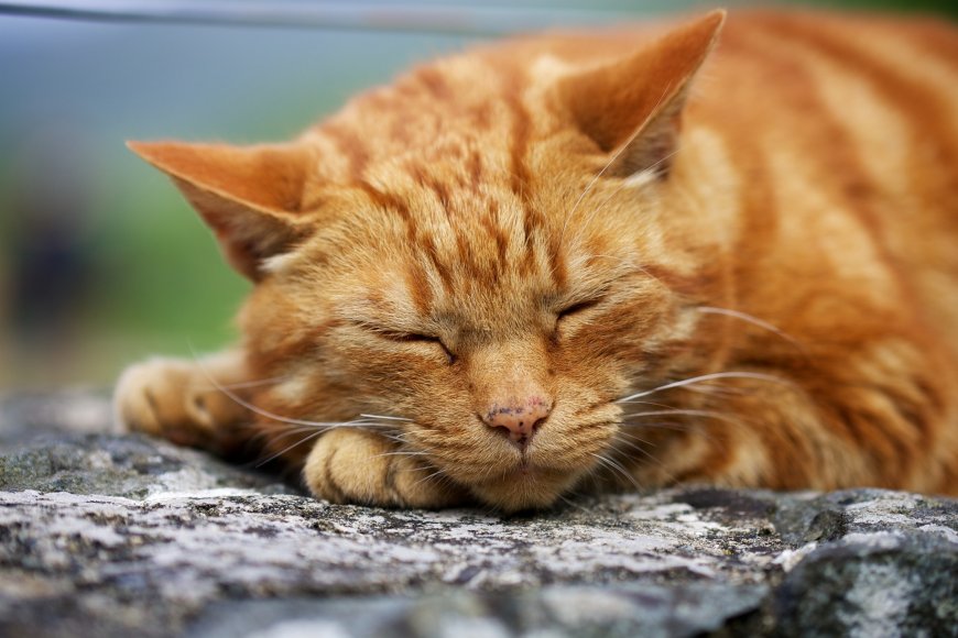 睡觉的可爱橘猫壁纸