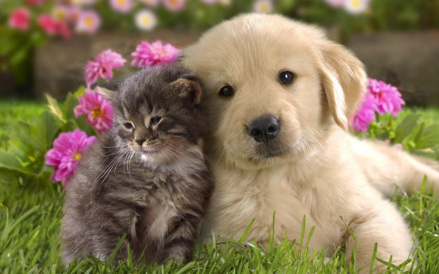 温馨猫与狗 萌宠壁纸