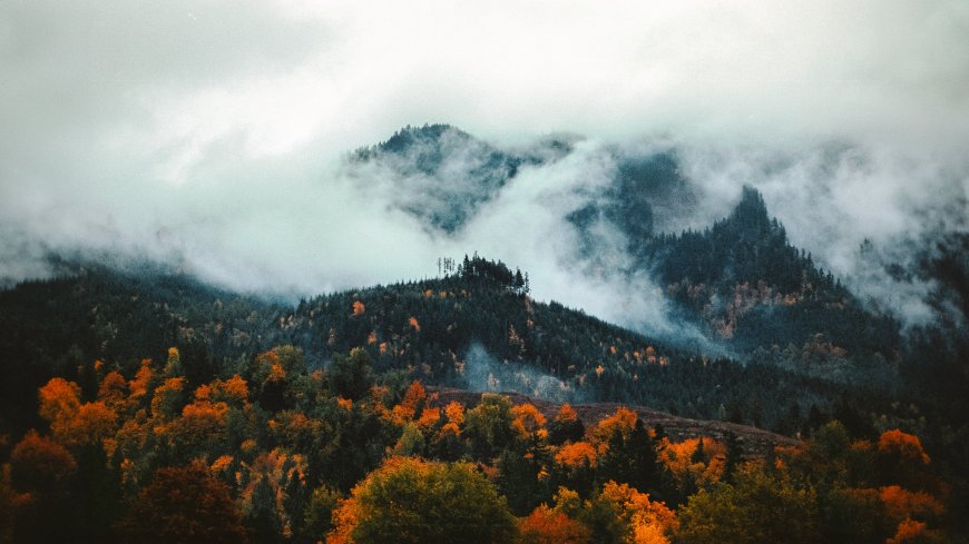自然景观-森林-树木-秋天-云-薄雾 风景壁纸