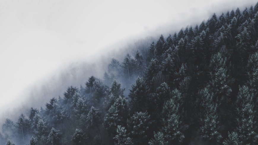 森林-薄雾-雪-冬季-寒冷-云杉-空中视图