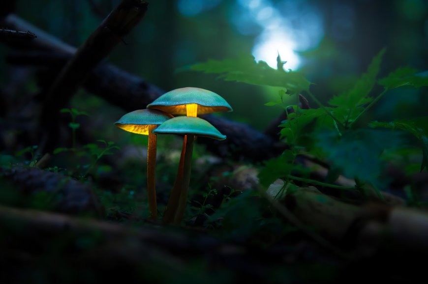 蘑菇 森林 微距 模糊 景深 发光 摄影 电脑壁纸